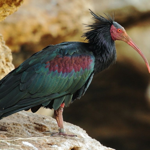 Birdwatching workshops in Morocco