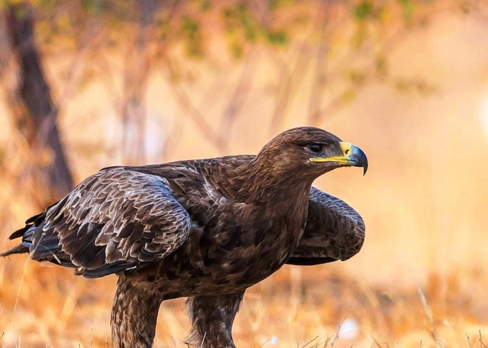 Diversity of Moroccan Landscapes and Birdwatching with Kehar