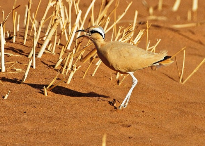 Your door towards Birdwatching Adventures in Morocco