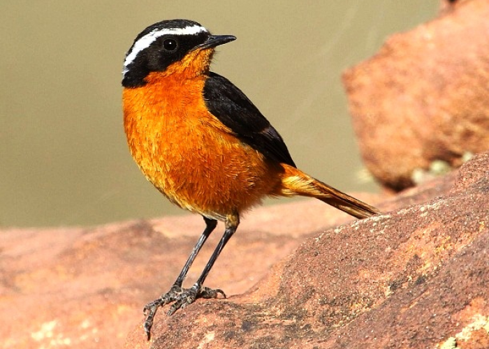 Your door towards Birdwatching Adventures in Morocco